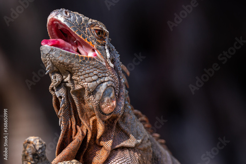 Brown Iguana reptile with open mouth and tongue outside side face close up