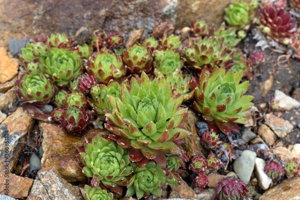 Frost-resistant succulents in the garden Frost-resistant succulents in the garden