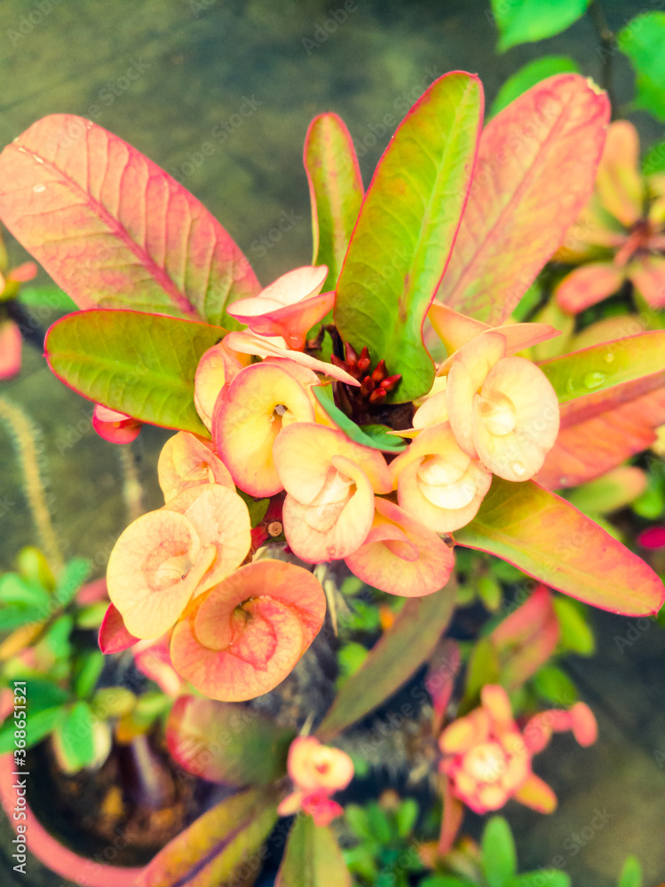 Best Euphorbia flowers with skin tone and color shaded leaves Stock