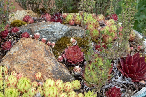 Frost-resistant succulents in the garden