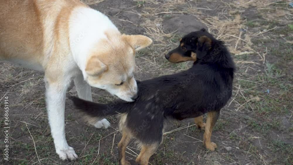 A large dog removes fleas from a small dog. The two dogs became friends. A large dog removes fleas from a small dog. The two dogs became friends.