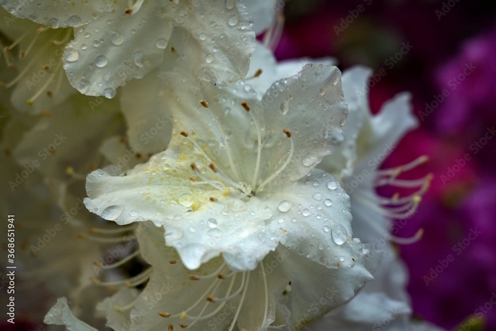 Rhododendron Deciduous Azalea Knapp-Hill, mollis Rhododendron Deciduous Azalea Knapp-Hill, mollis