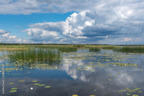 Fototapeta Naklejka Na Ścianę i Meble -  Lake Lubans, the biggest lake in Latvia. Shallow drainage lake, fed by the Rēzekne, Malta, Malmuta and Lisinja rivers and several smaller brooks, ponds, reeds, white water lilies, with reflections