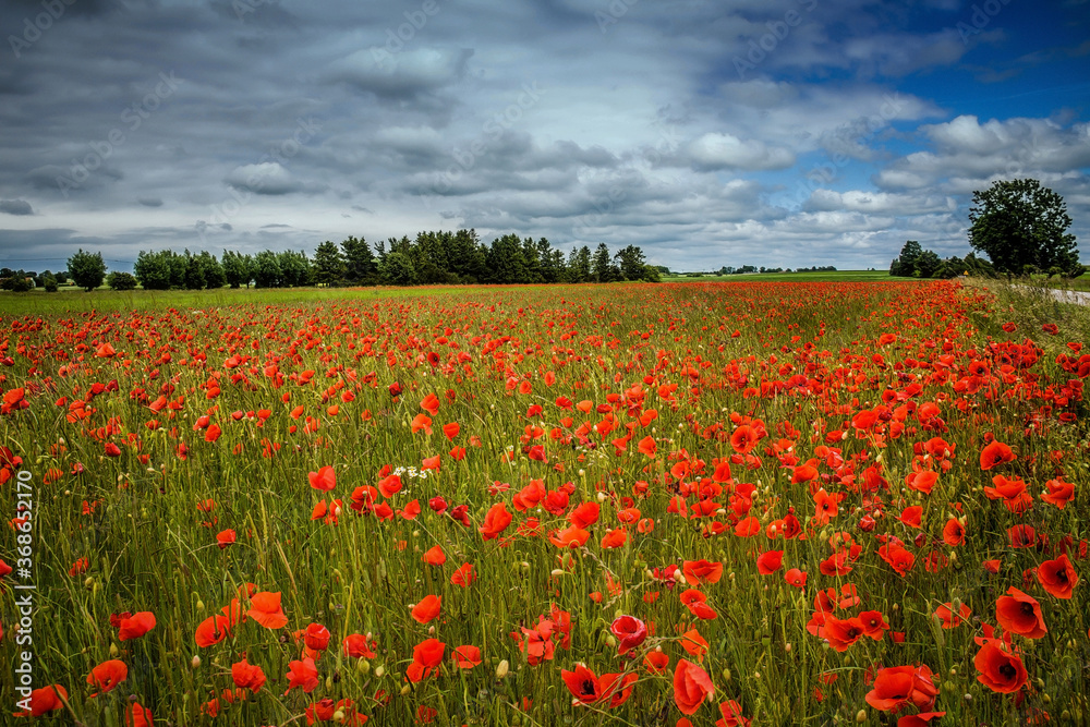 Rotes Mohnfeld