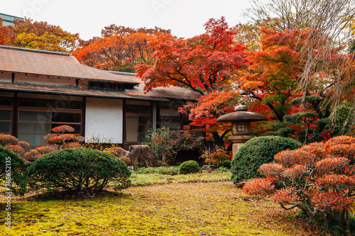 Japanese traditional house with autumn maple trees at Koishikawa Korakuen Garden in Tokyo, Japan photo