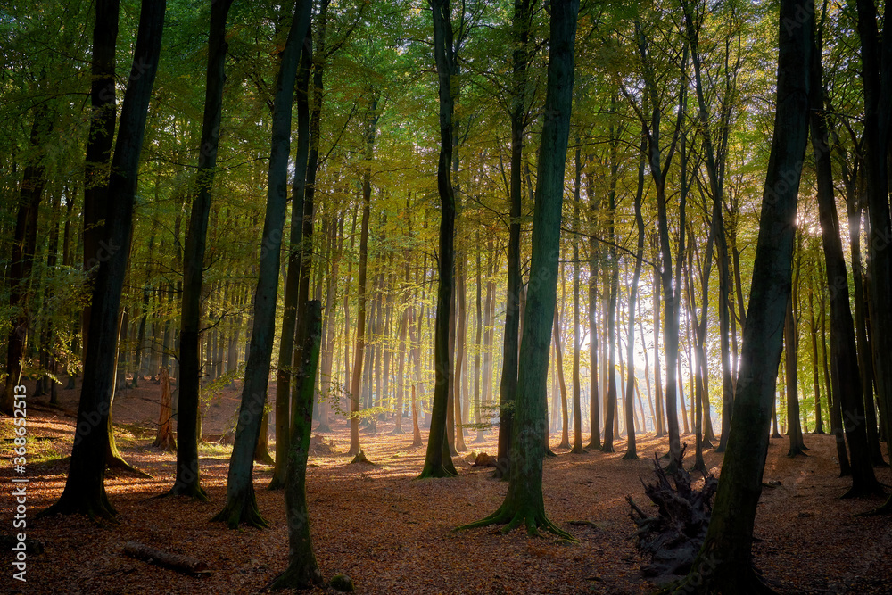 Fototapeta premium Nationalpark Jasmund