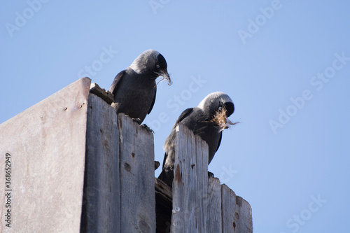 Jackdaws sit on an old wooden building against a blue sky © Сергей Черкашин