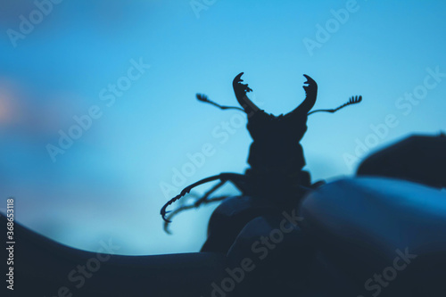 silhouette of a beetle with horns on a blue background