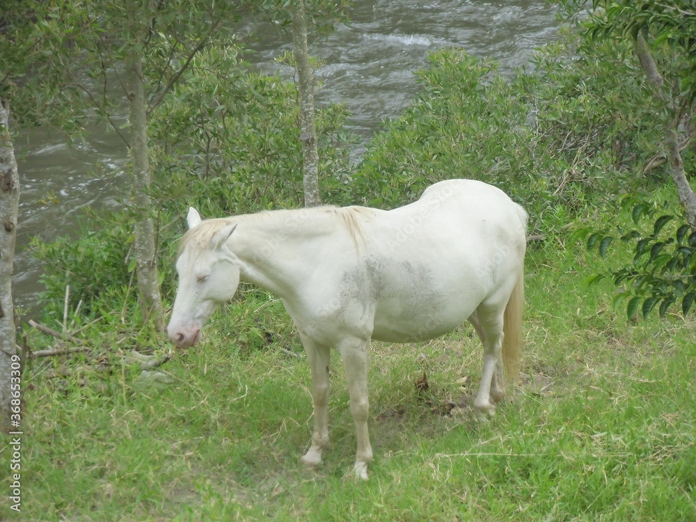 Caballo albino junto al río Caballo albino junto al río