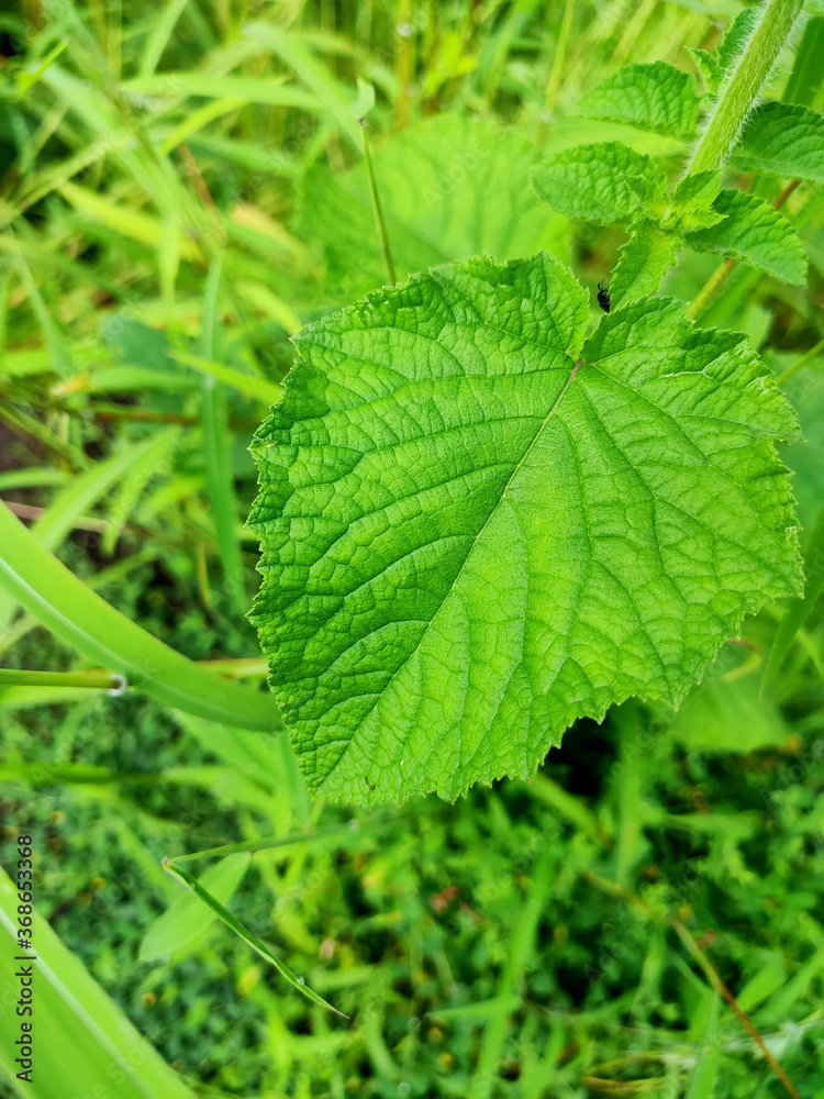 Green leaf background texture background macro