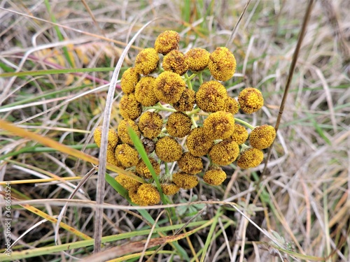 Yellow tansy flower in dry grass