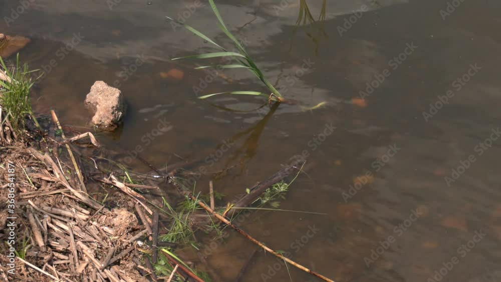 Sandy river bank with rocks and polluted water. Dry branches of trees and dry grass washed up on the river bank.
Sandy river bank with rocks and polluted water. Dry branches of trees and dry grass washed up on the river bank.
