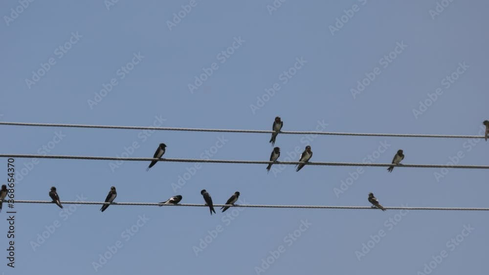 birds on wires