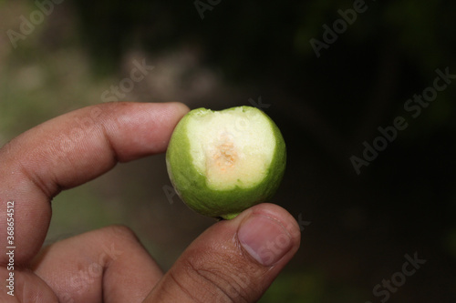 A picture of guava with selected focus