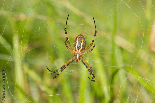 Tiger spider waiting for its prey in its web, Barcelona, Spain