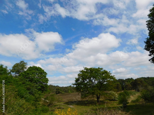 trees and sky