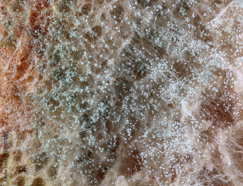 Mold on slices of bread - microscopic photo © Vera Kuttelvaserova