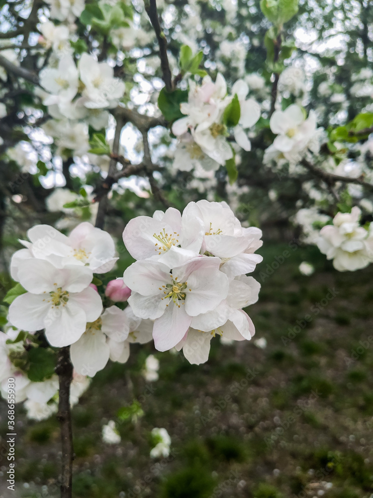 apple tree blossom apple tree blossom