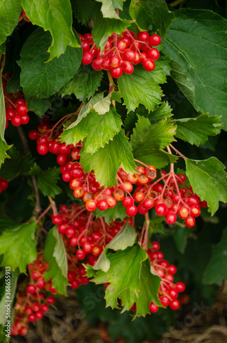 red berries of holly