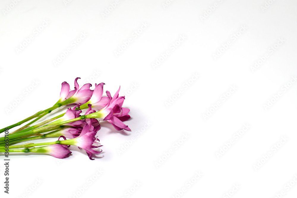 Naklejka premium Pink flowers on a white background