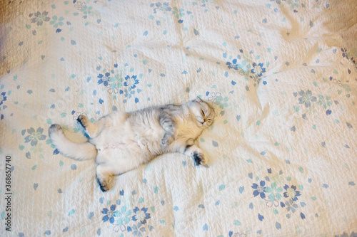 Fototapeta Naklejka Na Ścianę i Meble -  lovely cat on the bed