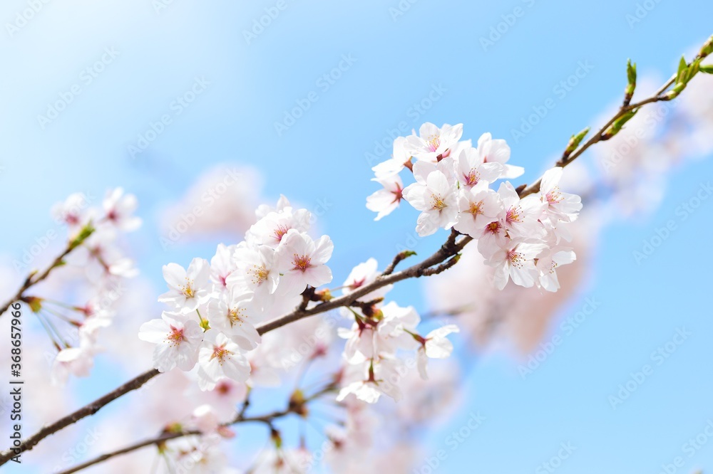 pink blossom in spring pink blossom in spring