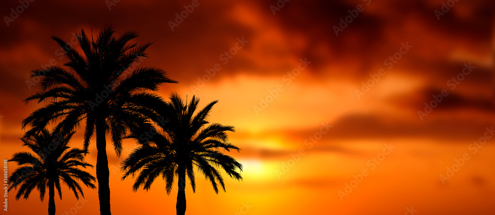 palmen mit wunderschönem sonnenuntergang als collage, banner oder hintergrund  