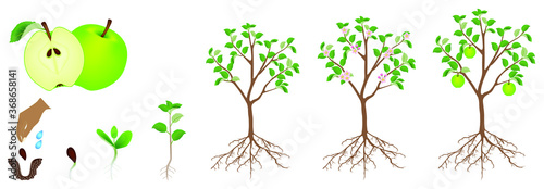A growth cycle of an apple plant is isolated on a white background.