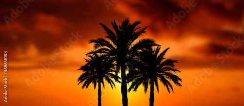 palmen mit wunderschönem sonnenuntergang als collage, banner oder hintergrund 