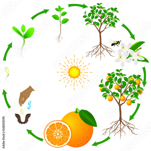 A life cycle of an orange tree on a white background.