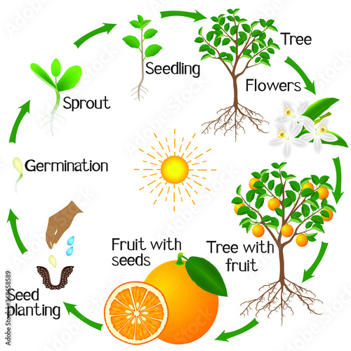 Cycle of growth of an orange tree on a white background.
