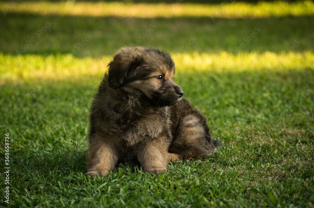 Fototapeta premium Cachorro sentado en el jardín.