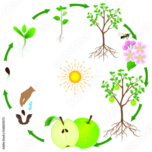 A growth cycle of an apple tree on a white background.