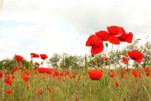 Beautiful red poppy flowers growing in field. Space for text