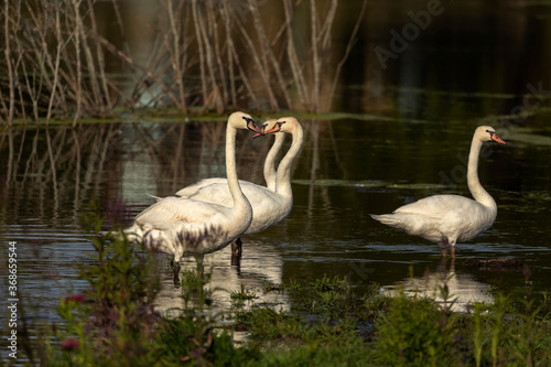 Mute swan standing in shallow water.