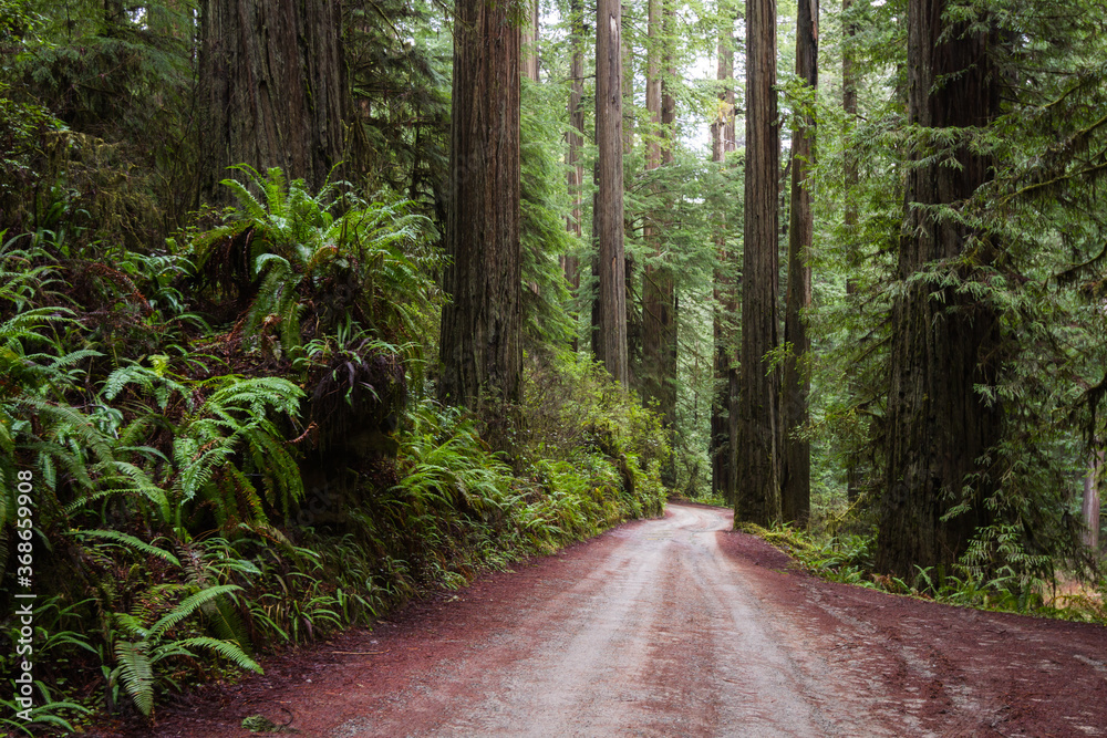 Naklejka premium Redwood forest in Oregon