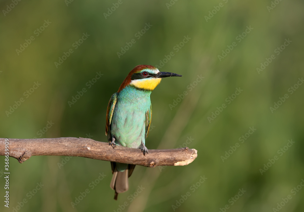 European bee-eater photographed in soft evening light. A bird sits on a thick branch on a blurred background. Can be used for collage and illustration of birds.