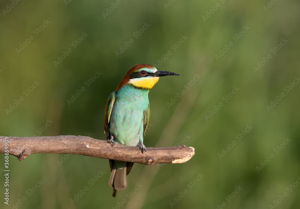 European bee-eater photographed in soft evening light. A bird sits on a thick branch on a blurred background. Can be used for collage and illustration of birds. European bee-eater photographed in soft evening light. A bird sits on a thick branch on a blurred background. Can be used for collage and illustration of birds.