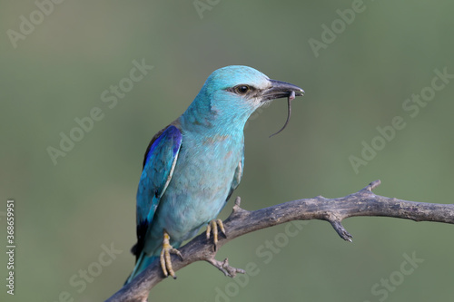 European roller (Coracias garrulus) photographed in close-up with a lizard and a large black beetle in its beak.