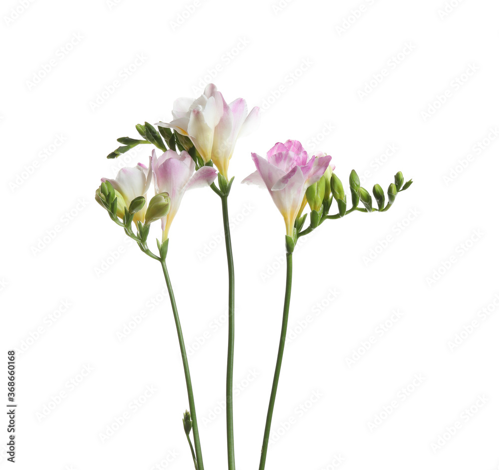 Beautiful colorful freesia flowers on white background