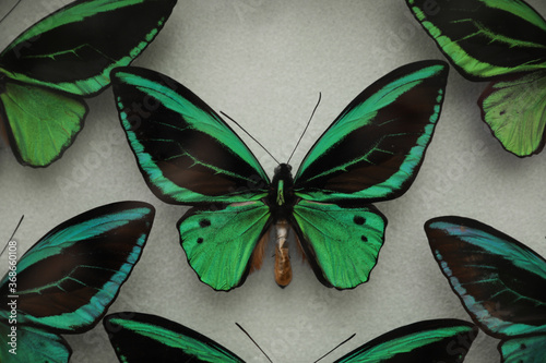 Canvas Print Beautiful Ornithoptera priamus poseidon butterflies on white background