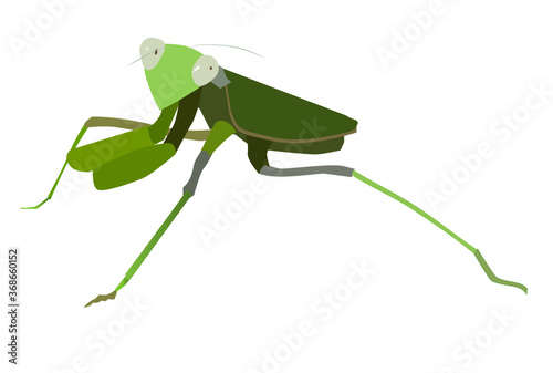 mantis ( Gottesanbeterin)