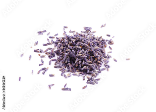 Beautiful purple lavender flowers on white background