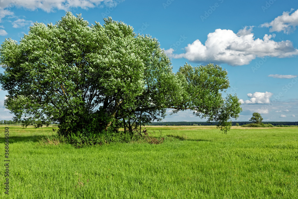 Obraz premium Willow tree at wetland meadows Natura 2000 protected area. Calm peaceful landscape, cloudy sky. Bagno Pulwy, Rzasnik, Poland.