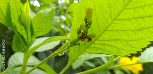 Low angle shot of a green plant with two ladybugs wandering under the leves on the flowering twigs.