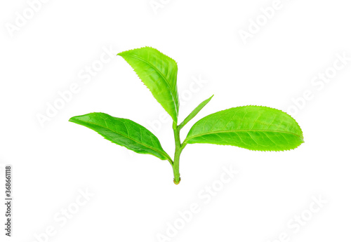 Tea leaves on a white background