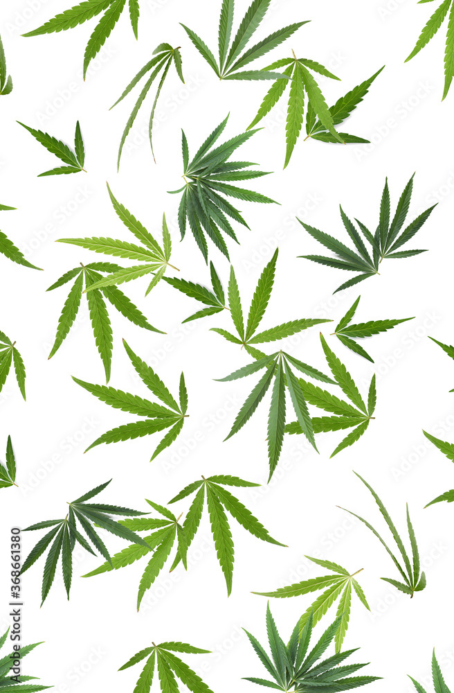 Fototapeta premium Green hemp leaves falling on white background