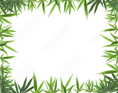 Fototapeta Naklejka Na Ścianę i Meble -  Frame of green hemp leaves on white background