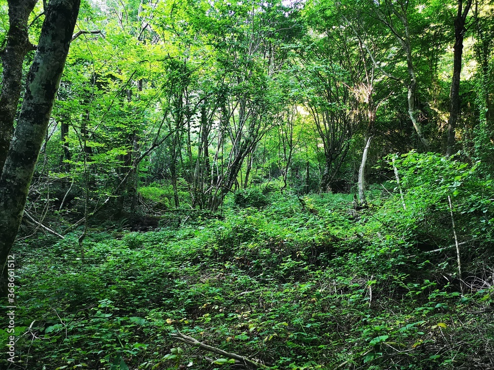 Fototapeta premium footpath in the forest