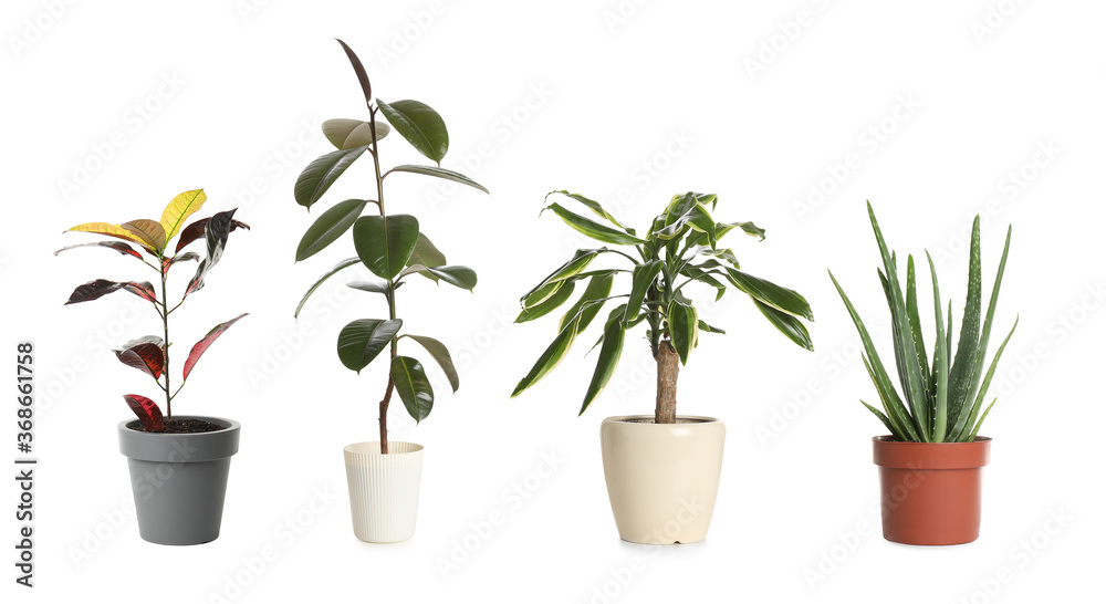 Obraz premium Set of different houseplants in flower pots on white background. Banner design